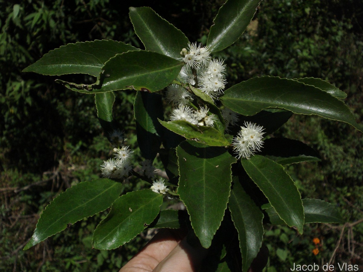 Symplocos acuminata (Blume) Miq.